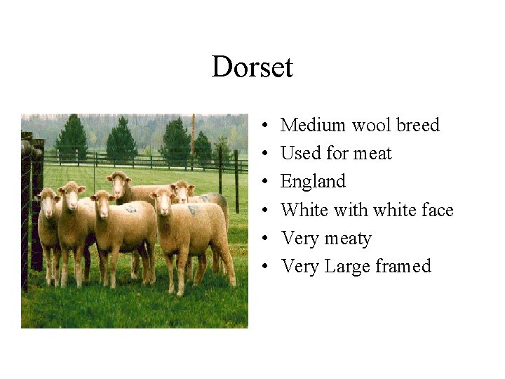 Dorset • • • Medium wool breed Used for meat England White with white