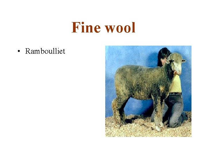 Fine wool • Ramboulliet 