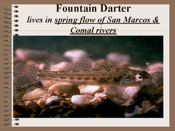 Fountain Darter lives in spring flow of San Marcos & Comal rivers 