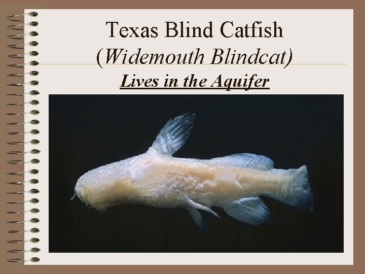 Texas Blind Catfish (Widemouth Blindcat) Lives in the Aquifer 