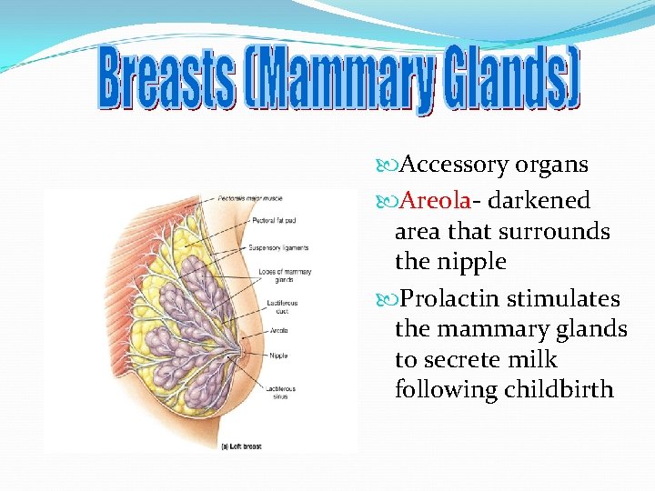  Accessory organs Areola- darkened area that surrounds the nipple Prolactin stimulates the mammary