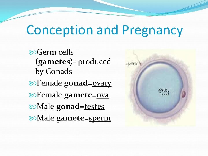 Conception and Pregnancy Germ cells (gametes)- produced by Gonads Female gonad=ovary Female gamete=ova Male