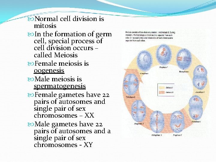  Normal cell division is mitosis In the formation of germ cell, special process