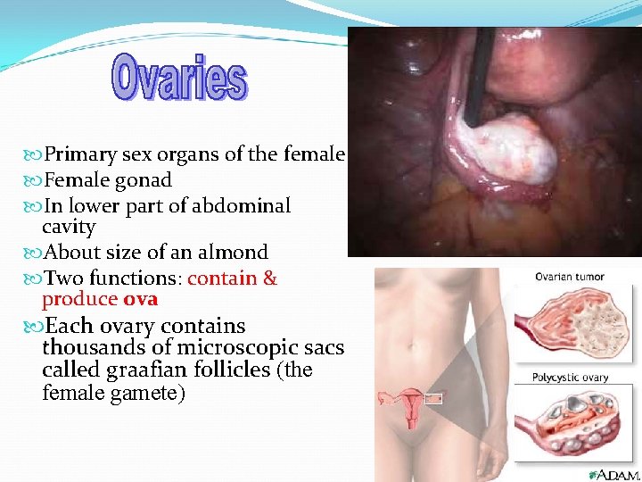  Primary sex organs of the female Female gonad In lower part of abdominal