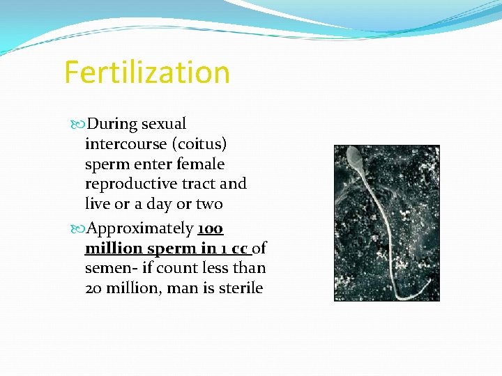 Fertilization During sexual intercourse (coitus) sperm enter female reproductive tract and live or a