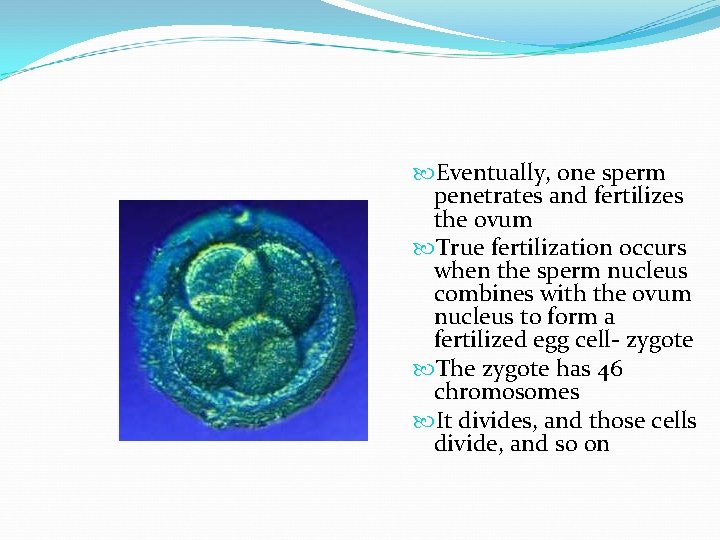  Eventually, one sperm penetrates and fertilizes the ovum True fertilization occurs when the