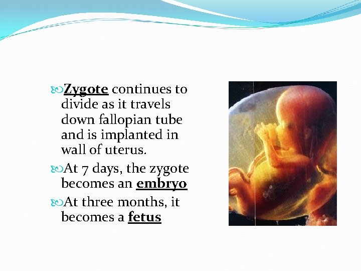  Zygote continues to divide as it travels down fallopian tube and is implanted