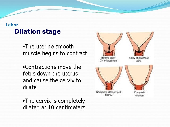 Labor Dilation stage • The uterine smooth muscle begins to contract • Contractions move