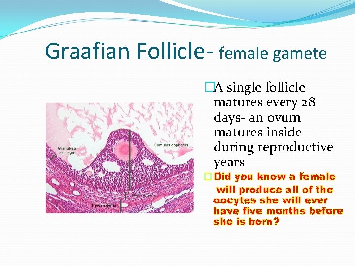 Graafian Follicle- female gamete �A single follicle matures every 28 days- an ovum matures