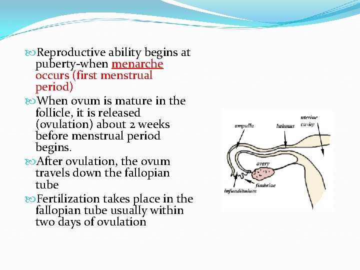  Reproductive ability begins at puberty-when menarche occurs (first menstrual period) When ovum is