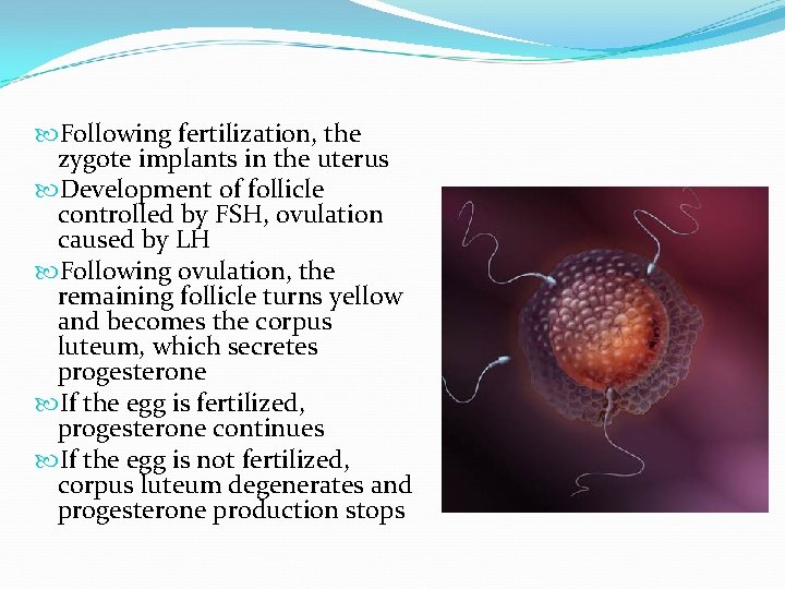  Following fertilization, the zygote implants in the uterus Development of follicle controlled by