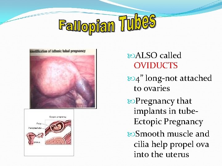  ALSO called OVIDUCTS 4” long-not attached to ovaries Pregnancy that implants in tube.