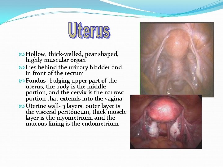  Hollow, thick-walled, pear shaped, highly muscular organ Lies behind the urinary bladder and