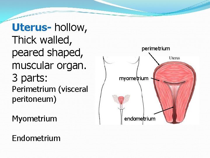 Uterus- hollow, Thick walled, peared shaped, muscular organ. 3 parts: perimetrium myometrium Perimetrium (visceral