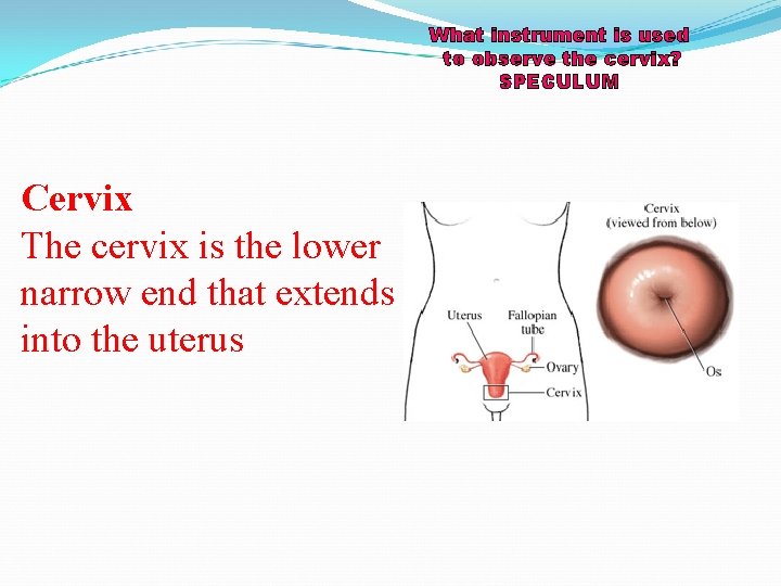 What instrument is used to observe the cervix? SPECULUM Cervix The cervix is the