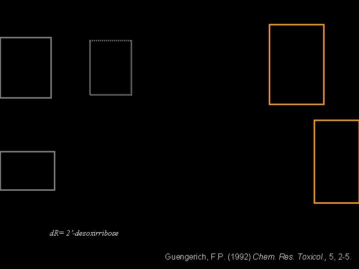 d. R= 2’-desoxirribose Guengerich, F. P. (1992) Chem. Res. Toxicol. , 5, 2 -5.