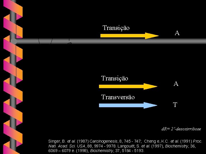 Transição Transversão A A T d. R= 2’-desoxirribose Singer, B. et al. (1987) Carcinogenesis,