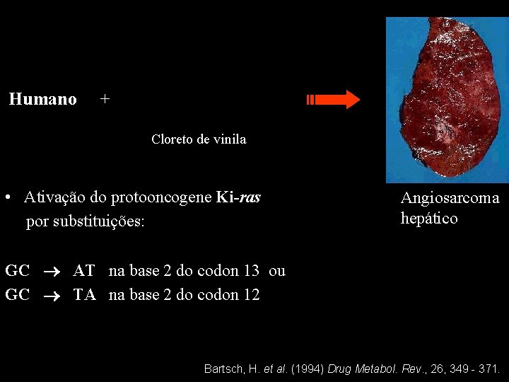 Humano + Cloreto de vinila • Ativação do protooncogene Ki-ras por substituições: Angiosarcoma hepático
