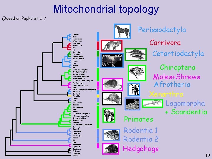 Mitochondrial topology (Based on Pupko et al. , ) Donkey Horse Indian rhino White