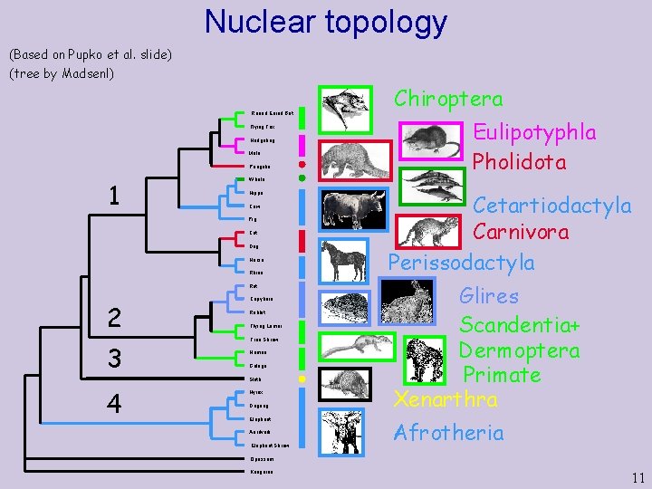 Nuclear topology (Based on Pupko et al. slide) (tree by Madsenl) Round Eared Bat