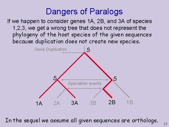 Dangers of Paralogs If we happen to consider genes 1 A, 2 B, and