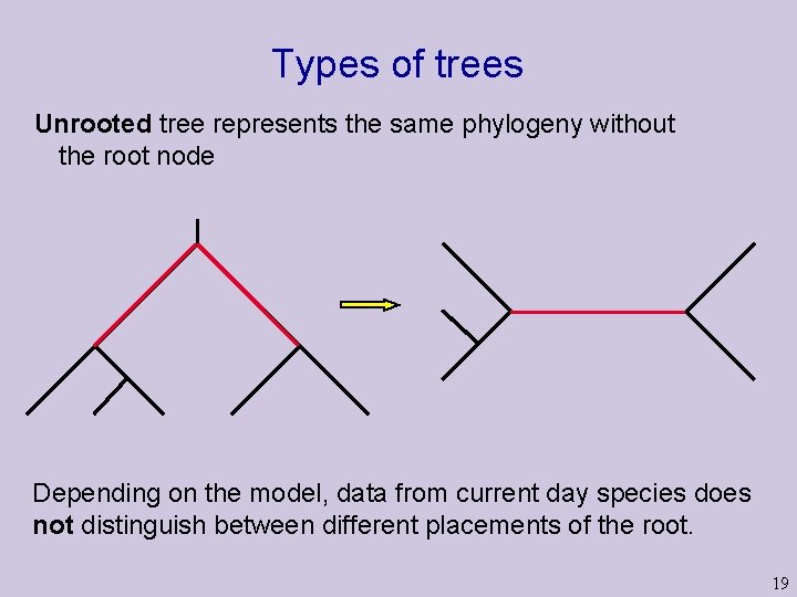 Types of trees Unrooted tree represents the same phylogeny without the root node Depending