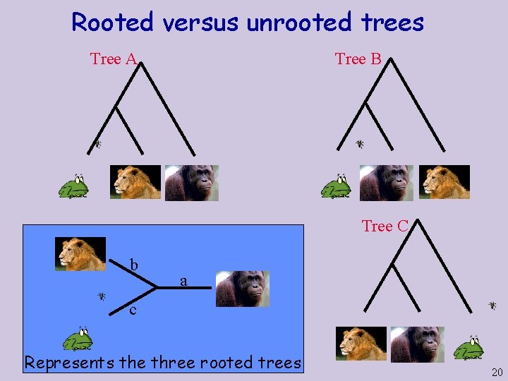 Rooted versus unrooted trees Tree A Tree B Tree C b a c Represents