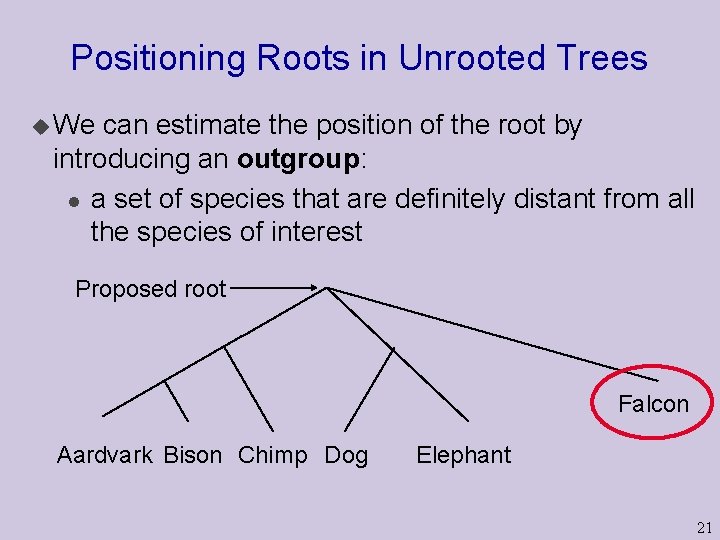 Positioning Roots in Unrooted Trees u We can estimate the position of the root