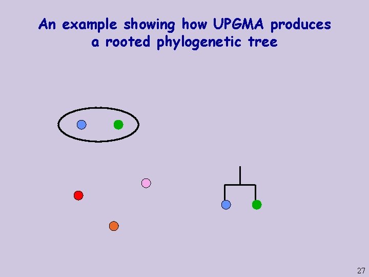 An example showing how UPGMA produces a rooted phylogenetic tree 27 