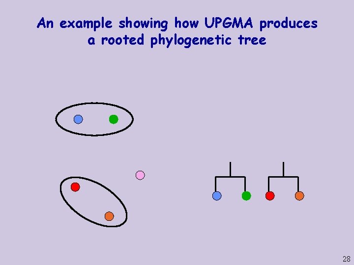 An example showing how UPGMA produces a rooted phylogenetic tree 28 