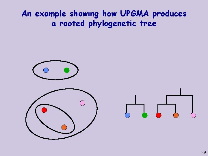 An example showing how UPGMA produces a rooted phylogenetic tree 29 