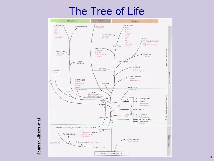 Source: Alberts et al The Tree of Life 3 