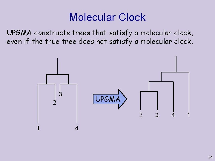 Molecular Clock UPGMA constructs trees that satisfy a molecular clock, even if the true