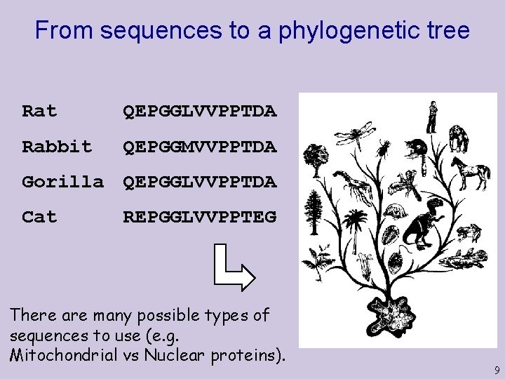 From sequences to a phylogenetic tree Rat QEPGGLVVPPTDA Rabbit QEPGGMVVPPTDA Gorilla QEPGGLVVPPTDA Cat REPGGLVVPPTEG