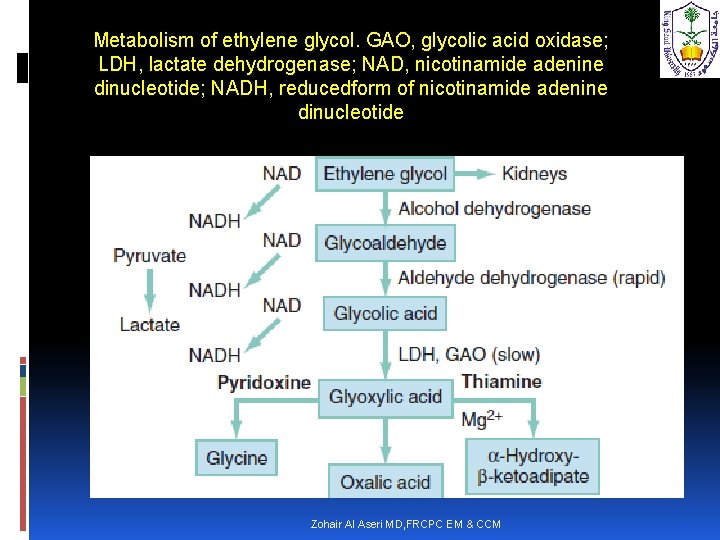 Metabolism of ethylene glycol. GAO, glycolic acid oxidase; LDH, lactate dehydrogenase; NAD, nicotinamide adenine