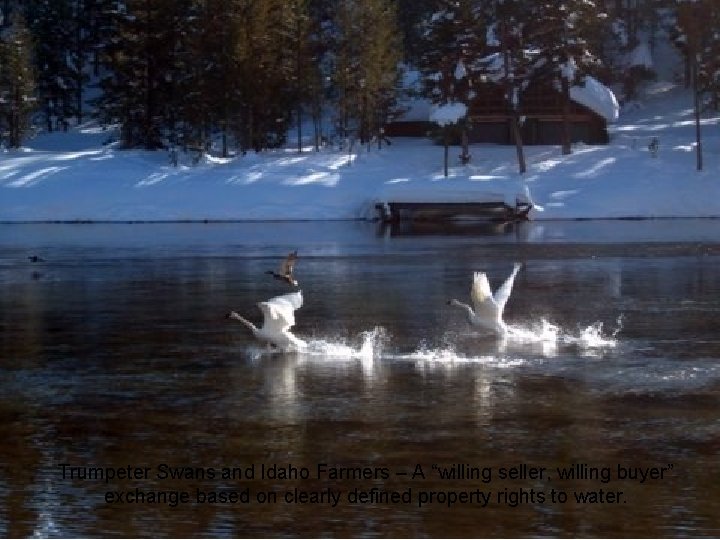 Trumpeter Swans and Idaho Farmers – A “willing seller, willing buyer” exchange based on