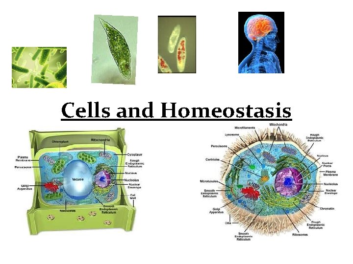 Cells and Homeostasis 