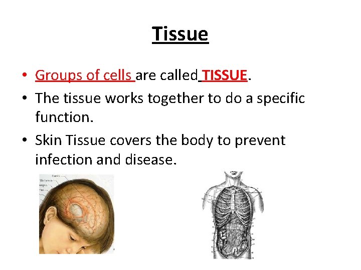 Tissue • Groups of cells are called TISSUE. • The tissue works together to