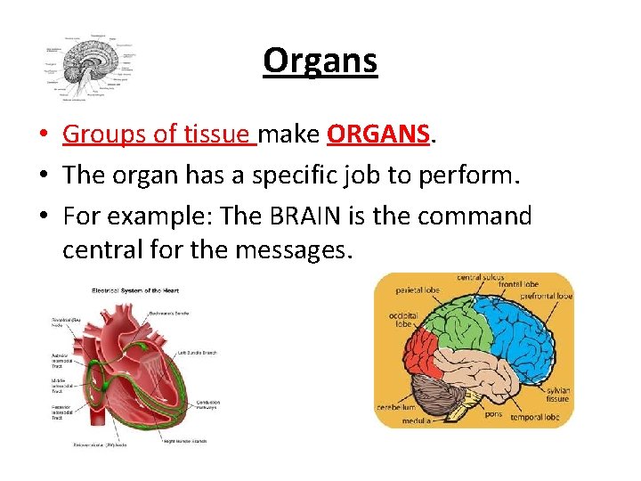 Organs • Groups of tissue make ORGANS. • The organ has a specific job