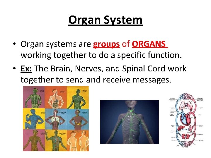 Organ System • Organ systems are groups of ORGANS working together to do a