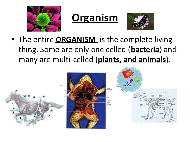 Organism • The entire ORGANISM is the complete living thing. Some are only one