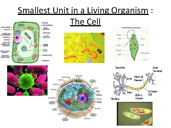 Smallest Unit in a Living Organism : The Cell 