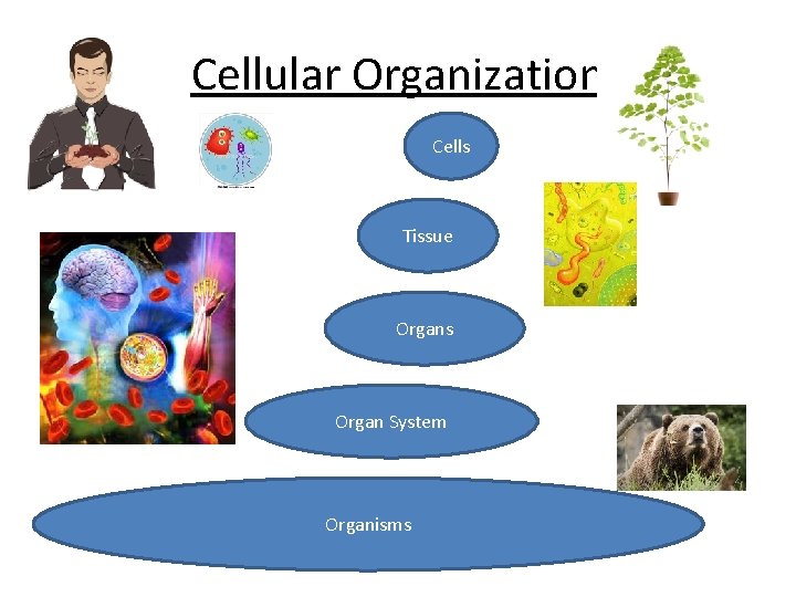 Cellular Organization Cells Tissue Organs Organ System Organisms 