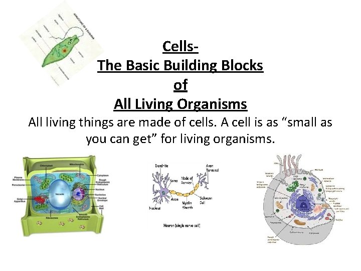 Cells- The Basic Building Blocks of All Living Organisms All living things are made