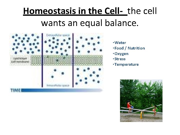Homeostasis in the Cell- the cell wants an equal balance. • Water • Food