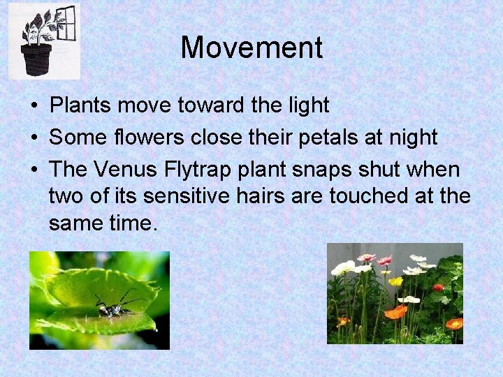 Movement • Plants move toward the light • Some flowers close their petals at