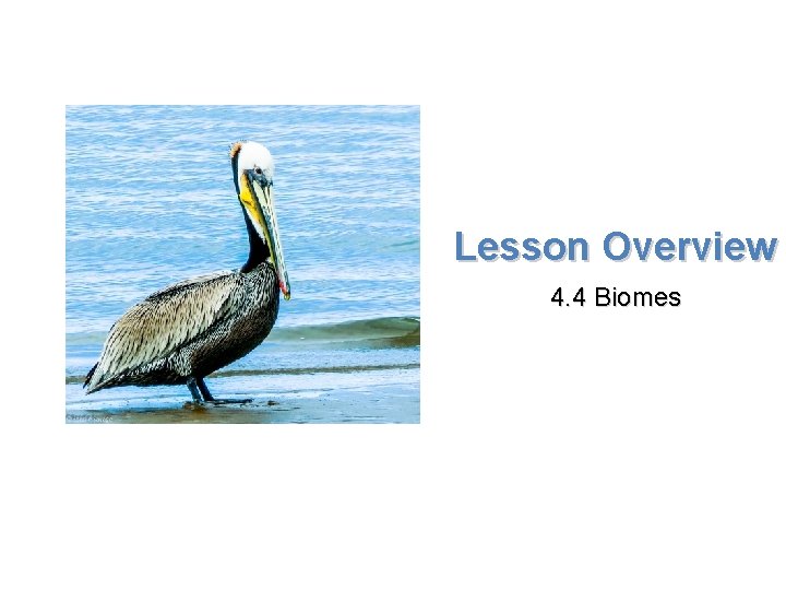 Lesson Overview Biomes Lesson Overview 4. 4 Biomes 
