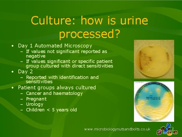 Culture: how is urine processed? • Day 1 Automated Microscopy – If values not