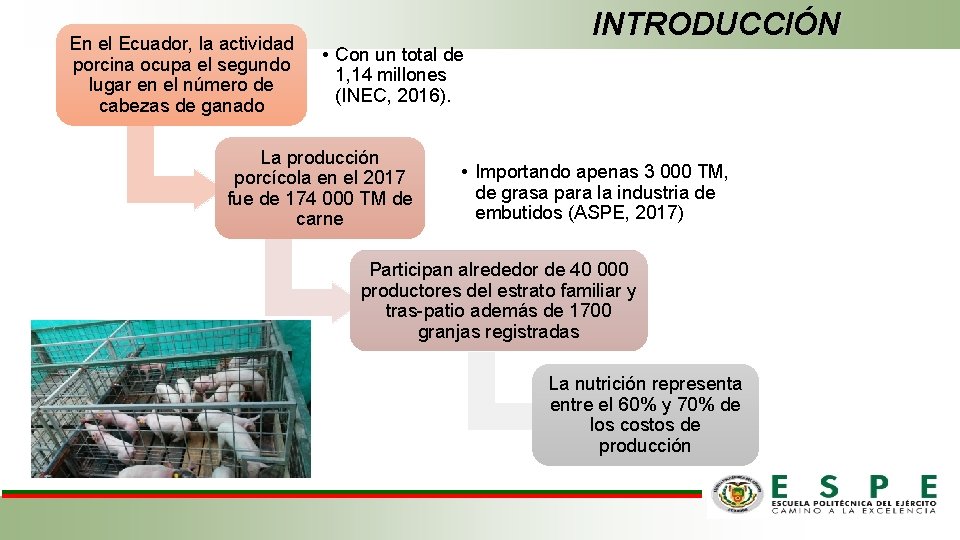 En el Ecuador, la actividad porcina ocupa el segundo lugar en el número de