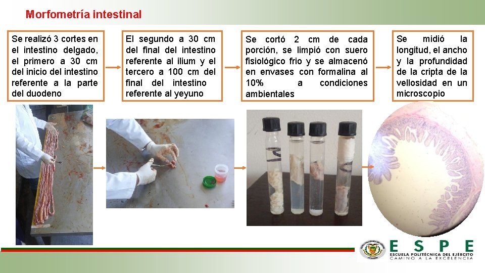 Morfometría intestinal Se realizó 3 cortes en el intestino delgado, el primero a 30